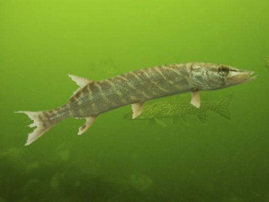 18新利最新登入马斯基产卵是如何运作的吗”class=