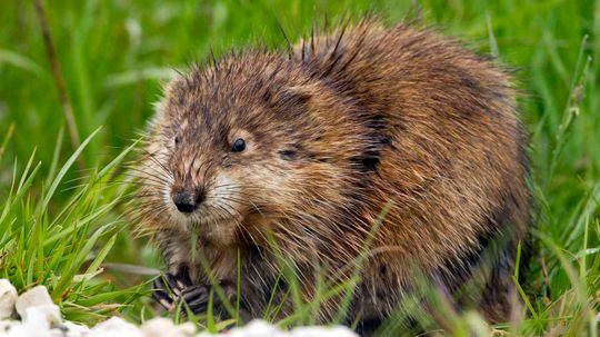 Muskrats Are Fat Little Rodents With a Signature Smell