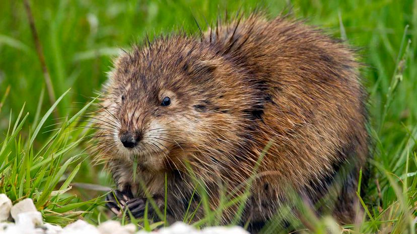 muskrat stuffed animal