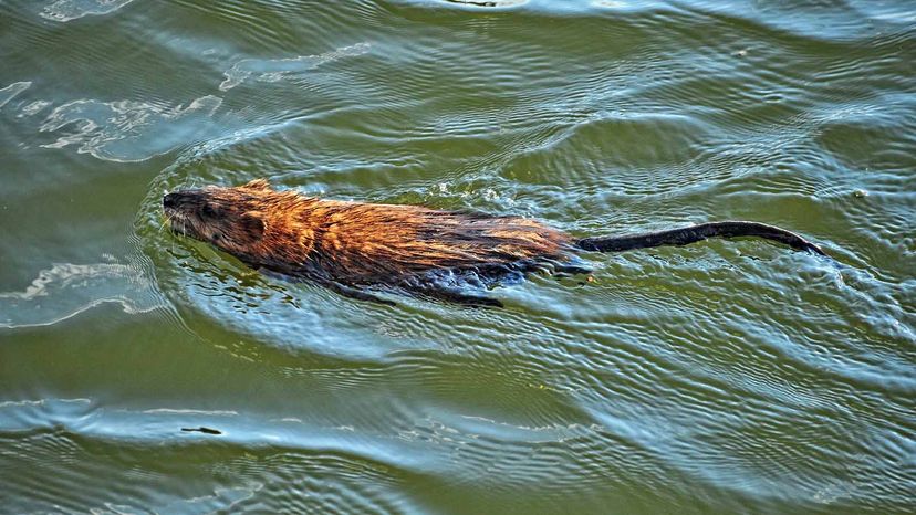 musky lure rat man vintage muskrat - rare