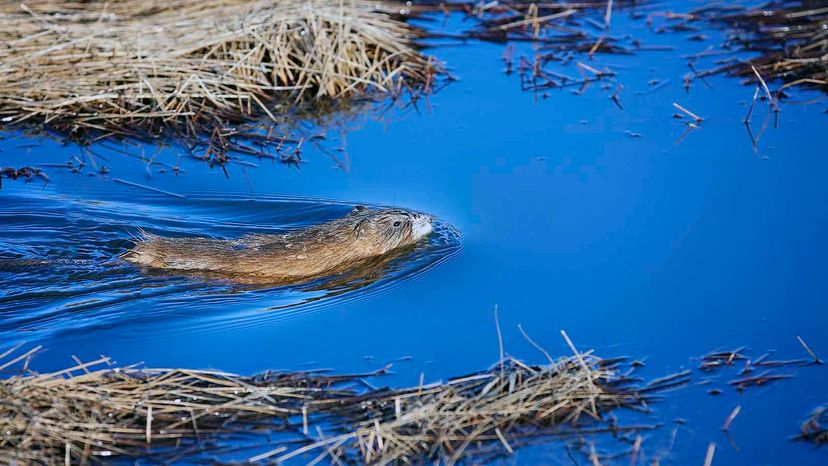 Muskrat