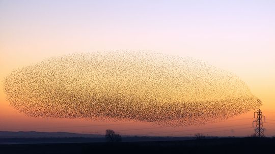 The Secrets and Science Behind Starling Murmurations