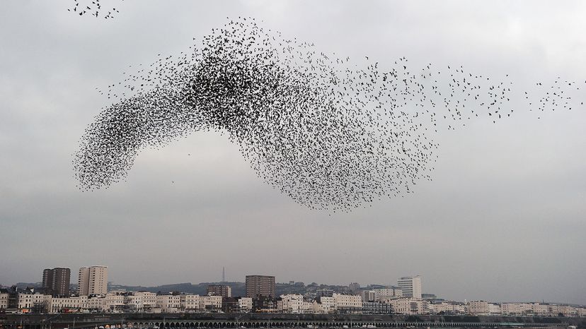 starling murmuration