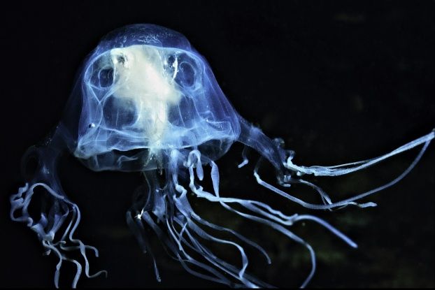 box jellyfish