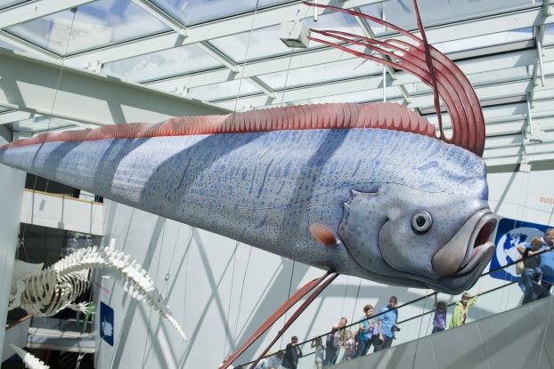 giant oarfish