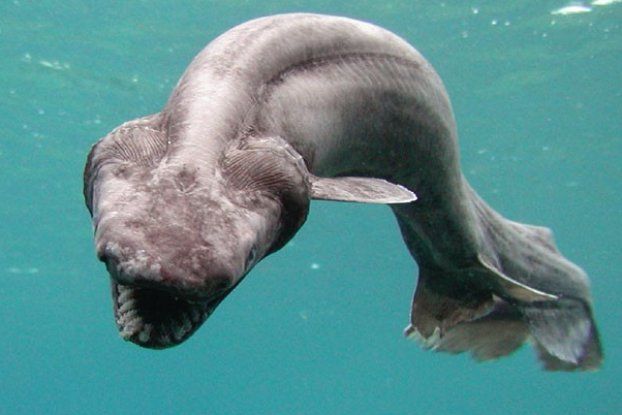 frilled shark