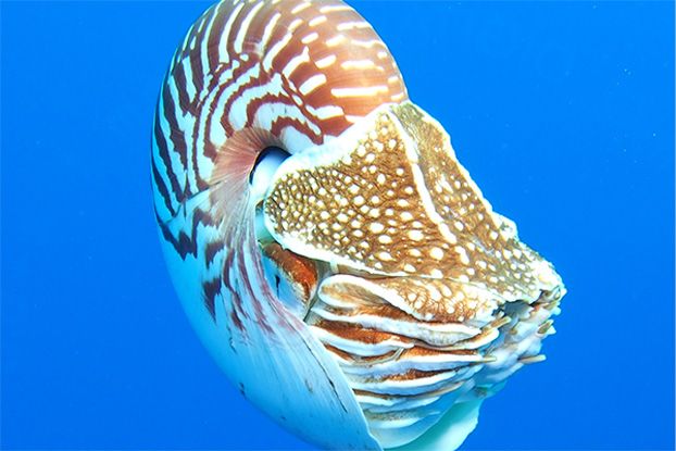 nautilus