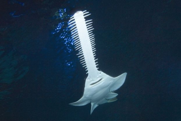 sawfish