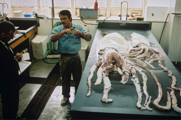 giant squid