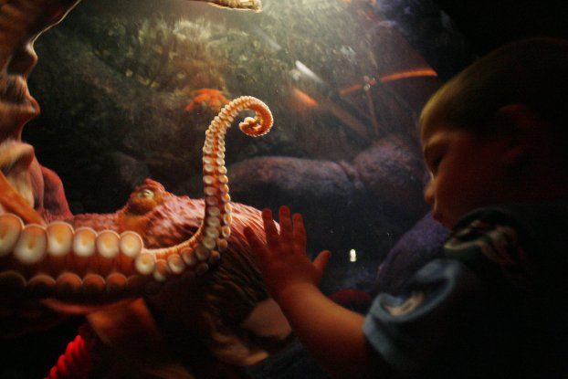 Pacific giant octopus