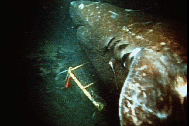 sleeper shark