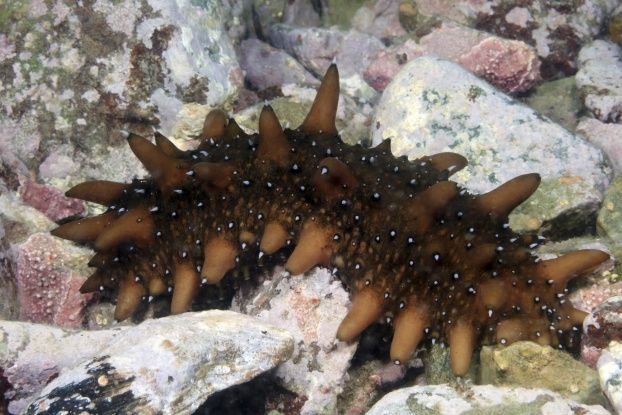 sea cucumber