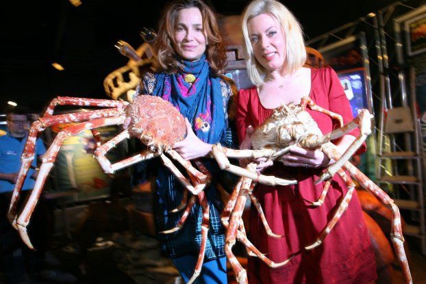 Japanese spider crab