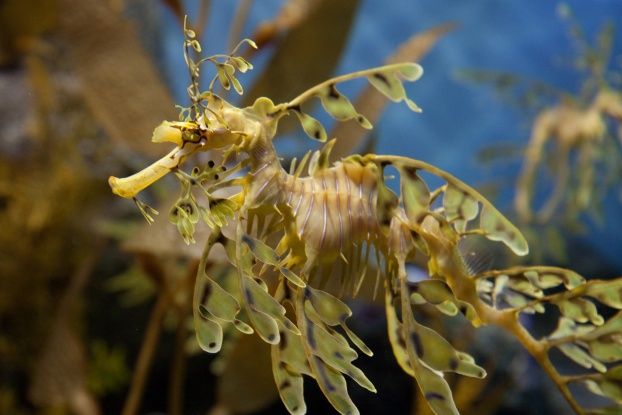 Weedy and leafy sea dragons