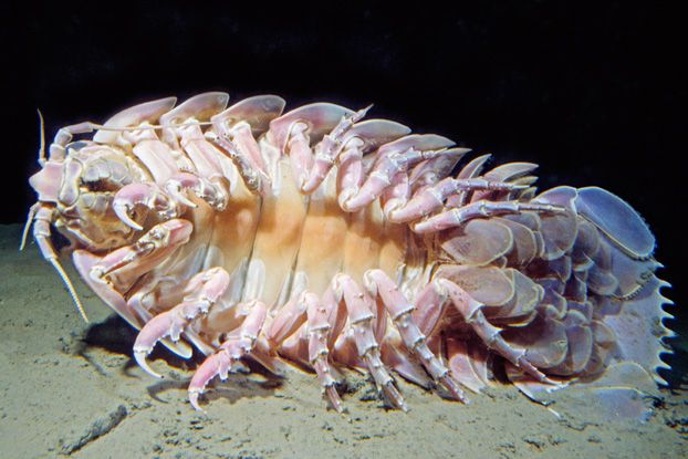 giant isopod