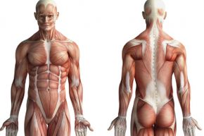 Muscle and fat are different types of tissue -one can't morph into the other. 