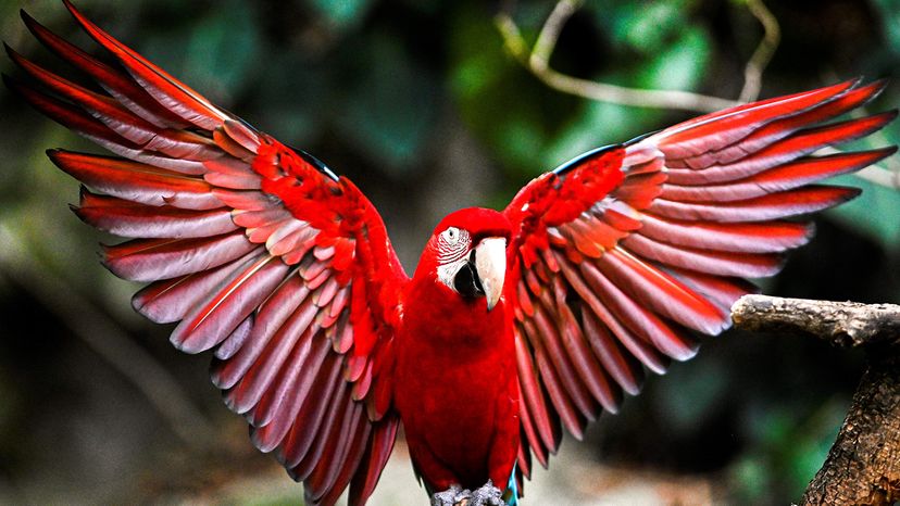 small pet birds that can talk