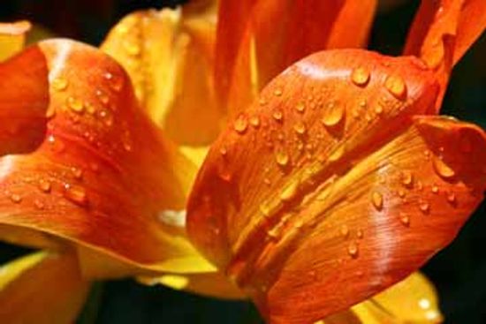 What is macro nature photography?