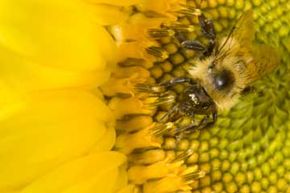 Getting all of your subject, such as this bee, in the photo is important to composition in macro photography.