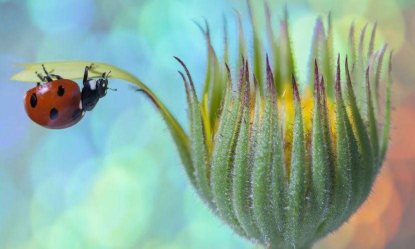 Ready for your extreme close-up? Take this macro photography quiz to find out!