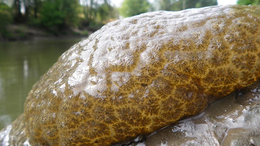 这个宏伟的野菜（Pectinatella magnifica）殖民地于2012年由美国鱼类和野生动物服务局拍摄。最近在加拿大泻湖中发现了类似的殖民地。Briita Orwick/USFWS 2012“width=