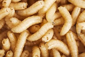 What is maggot therapy?