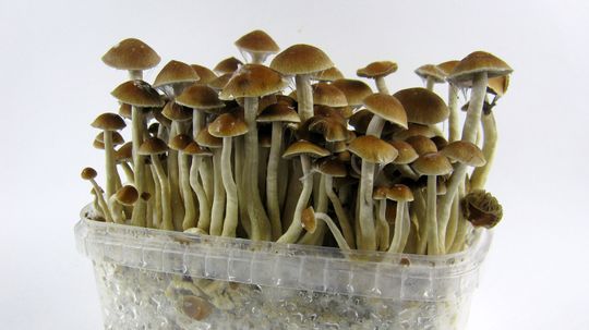 How Magic Mushrooms Work
