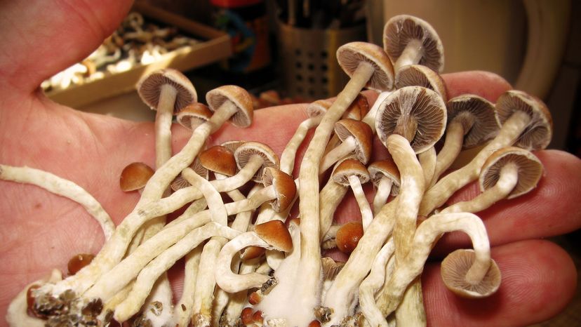 magic mushrooms in hand