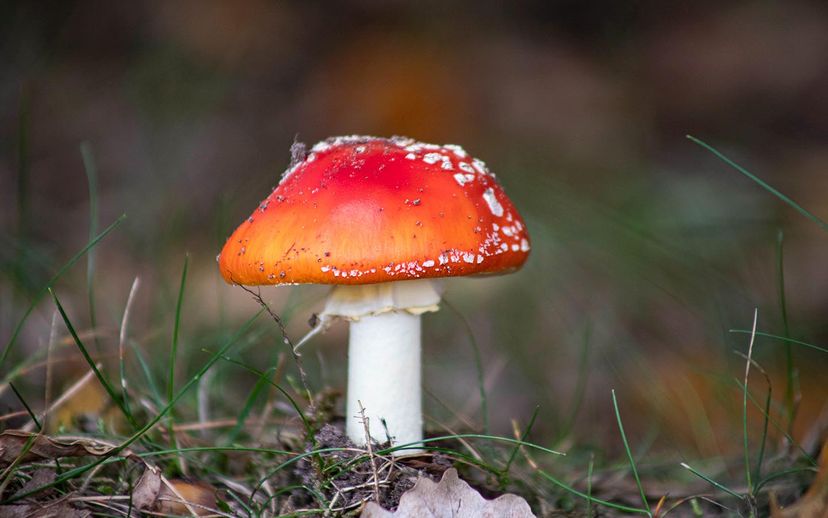 Hermès is experimenting with one very magic mushroom