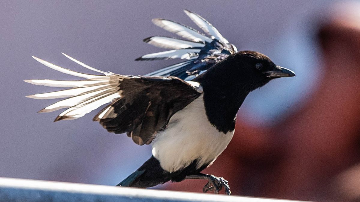 american magpie