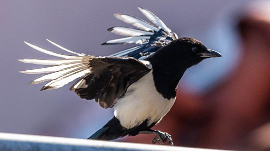 Why You Should Love the Much-maligned Magpie