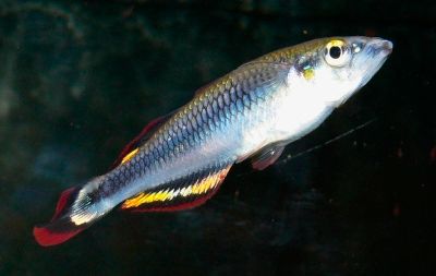 Madagascan Rainbowfish