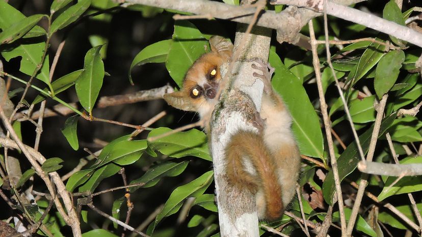 Madame Berthe’s Mouse Lemur