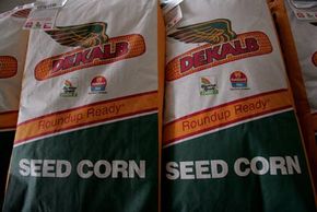 Bags of seed corn.