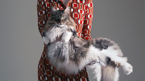 Maine Coon Cats: Gentle Giants of the Feline World - Vimarsana News