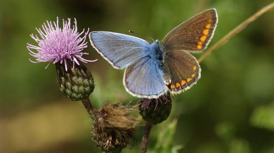 Yes, Animals Can Be Half Male and Half Female