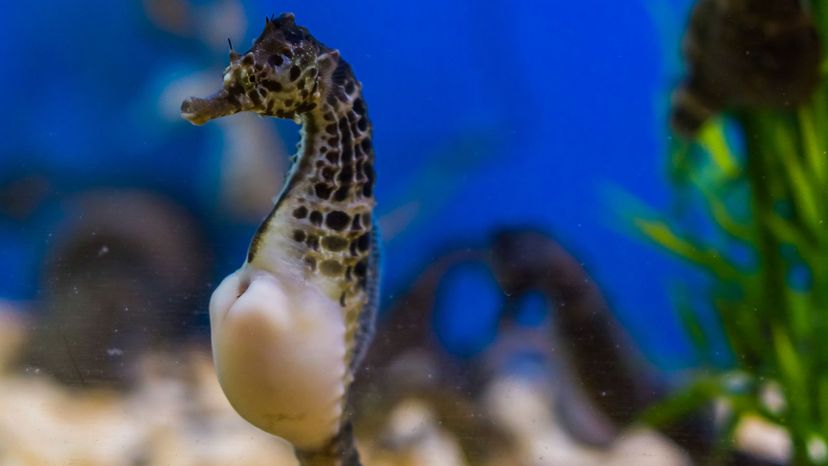 мale pot-bellied seahorse