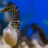 Yes, Male Seahorses Do Give Birth! Here's How