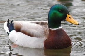 Mallard Duck Photo