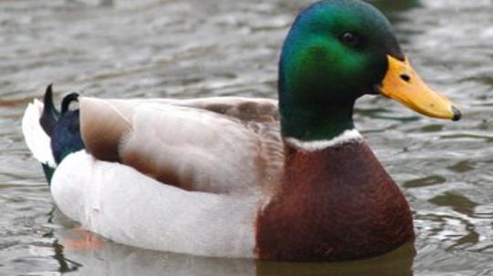 Mallard Duck