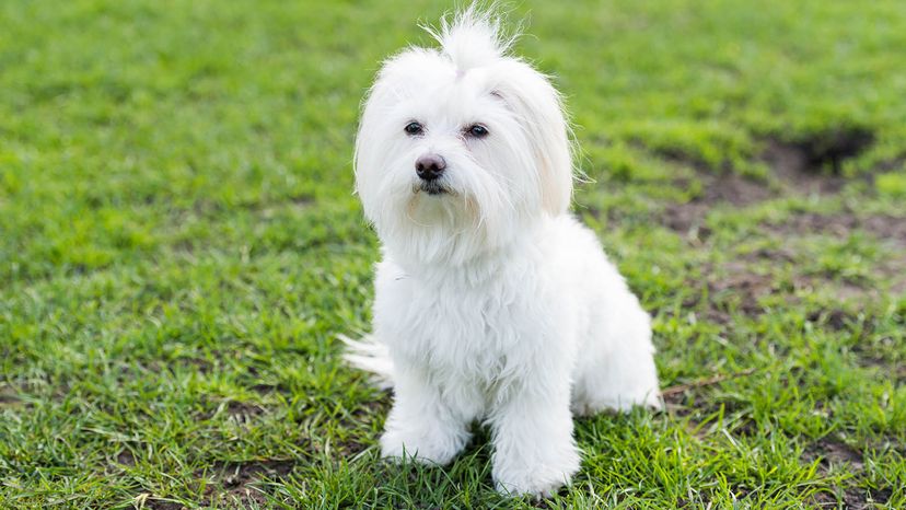 maltese