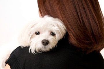 maltese dog