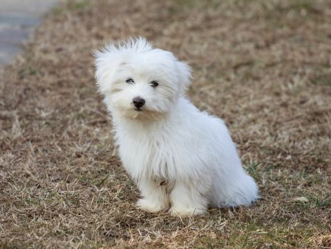 Maltese puppy