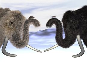 Scientists discovered a gene in the woolly mammoth attributed to hair color and now believe the animals could have come in different colors.
