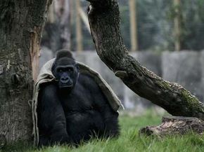 A gorilla warms himself in the London Zoo's Gorilla Kingdom. See more pictures of primates.
