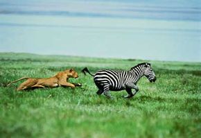 lion chasing zebra