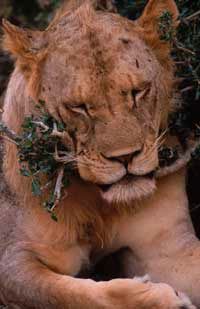 A maneless Tsavo lion.