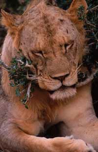 man eating lions