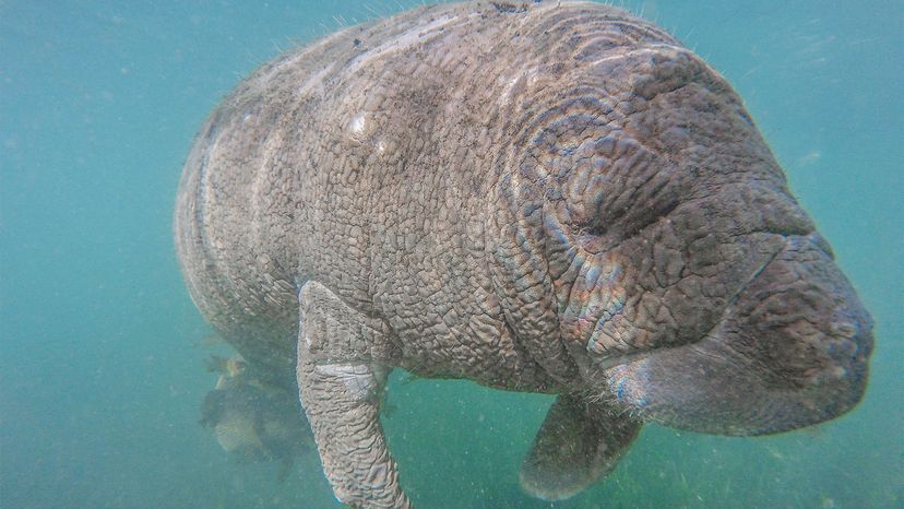 manatee