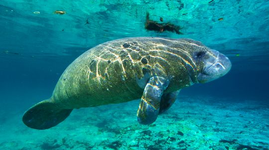 Are manatees really responsible for mermaid myths?